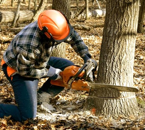Tree Removal in Whitehall, MI
